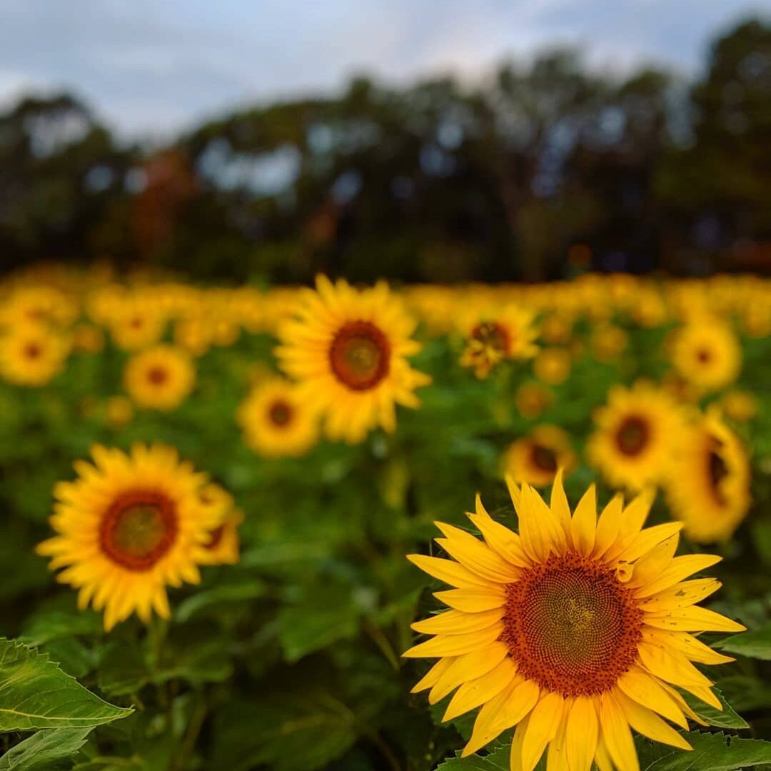 2019_0916_SS_North_field2-6