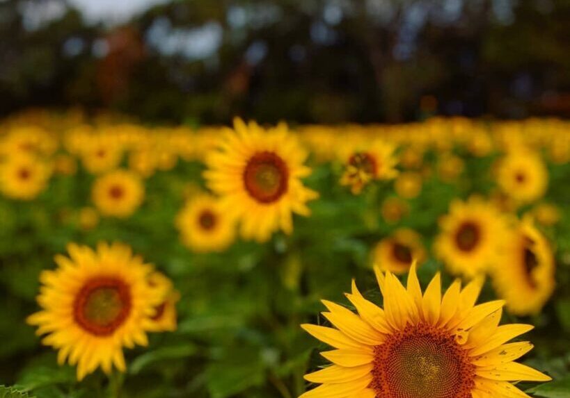 2019_0916_SS_North_field2-6
